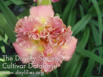 Daylily Ken and Sally Cook